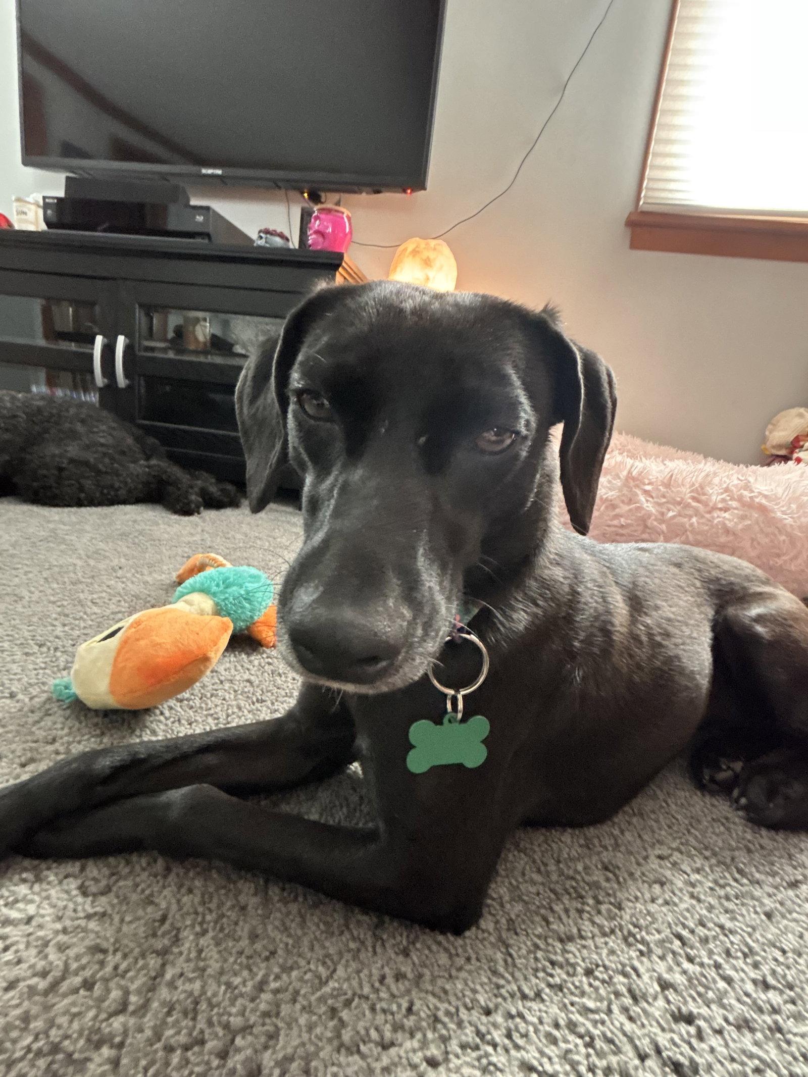 Yuki, Adoptable, Adult Female Black Labrador Retriever.