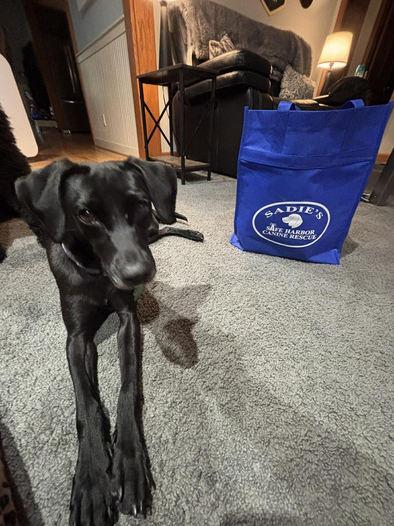 Enlarge Yuki, a Adoptable Black Labrador Retriever in Springville, NY image 2/3
