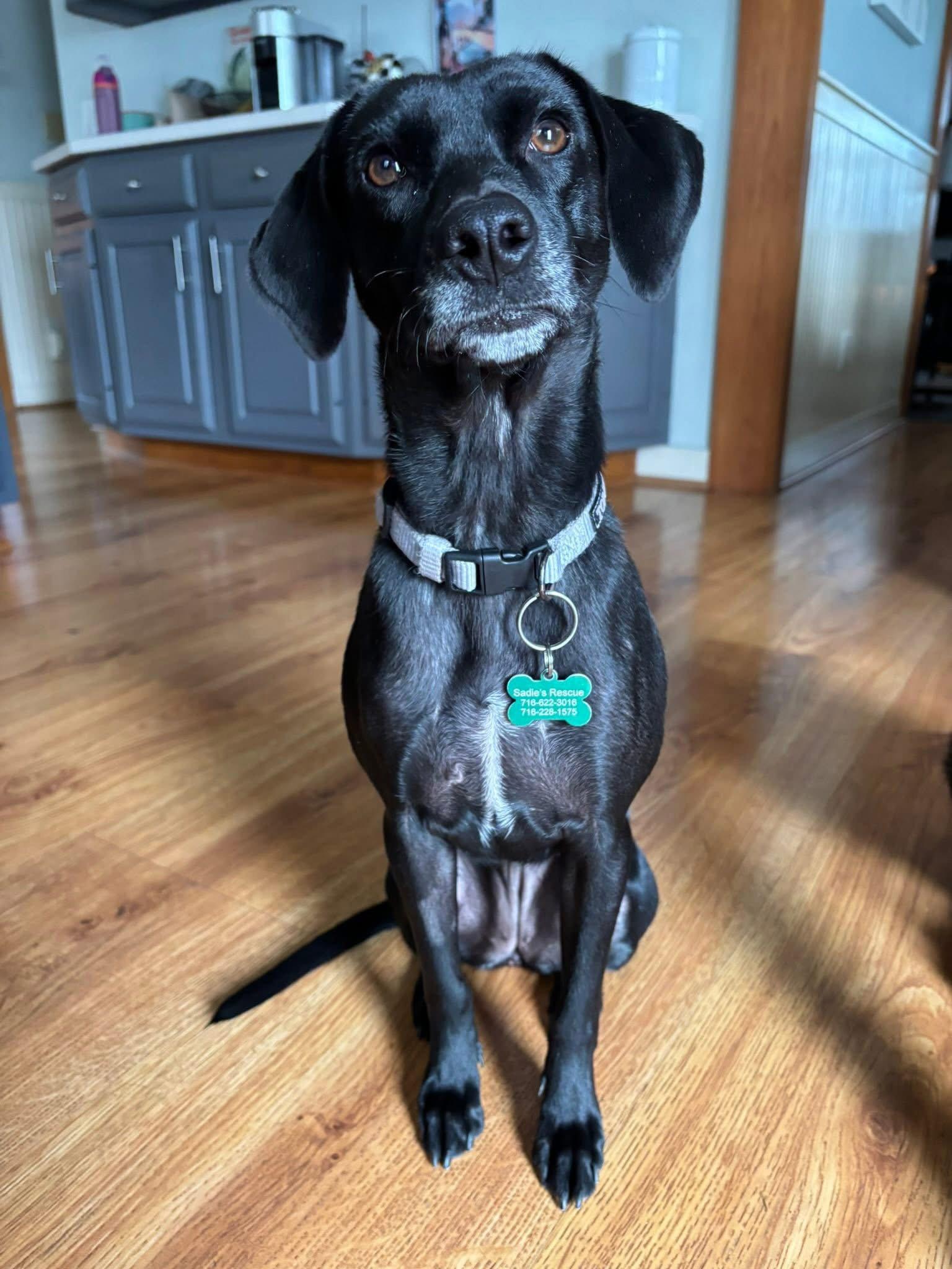Enlarge Yuki, a Adoptable Black Labrador Retriever in Springville, NY image 2/3