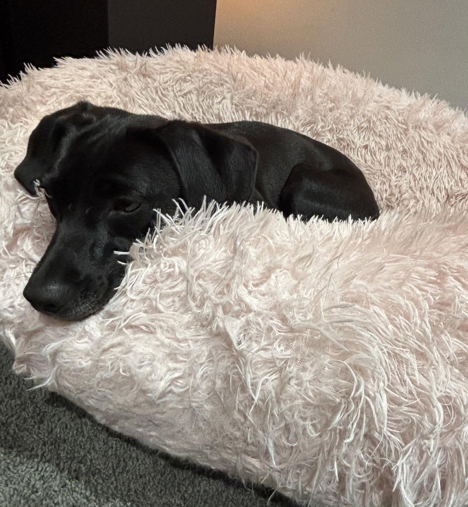 Enlarge Yuki, a Adoptable Black Labrador Retriever in Springville, NY image 3/3