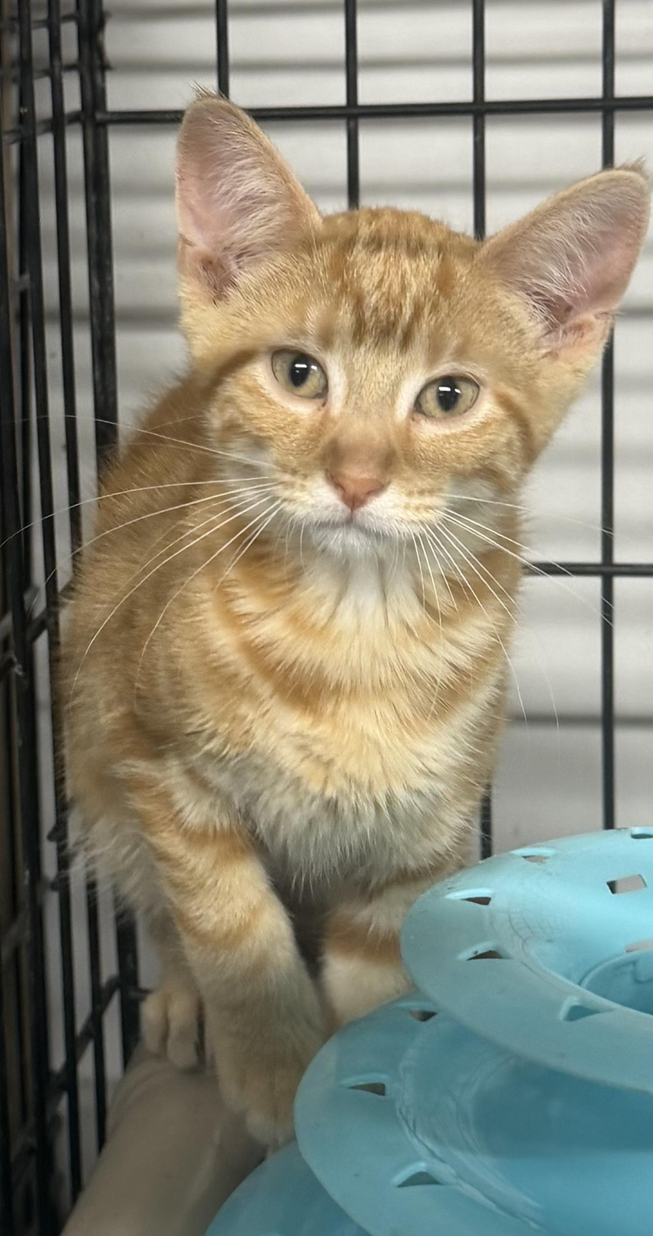 Woods, Adoptable, Young Male Tabby.