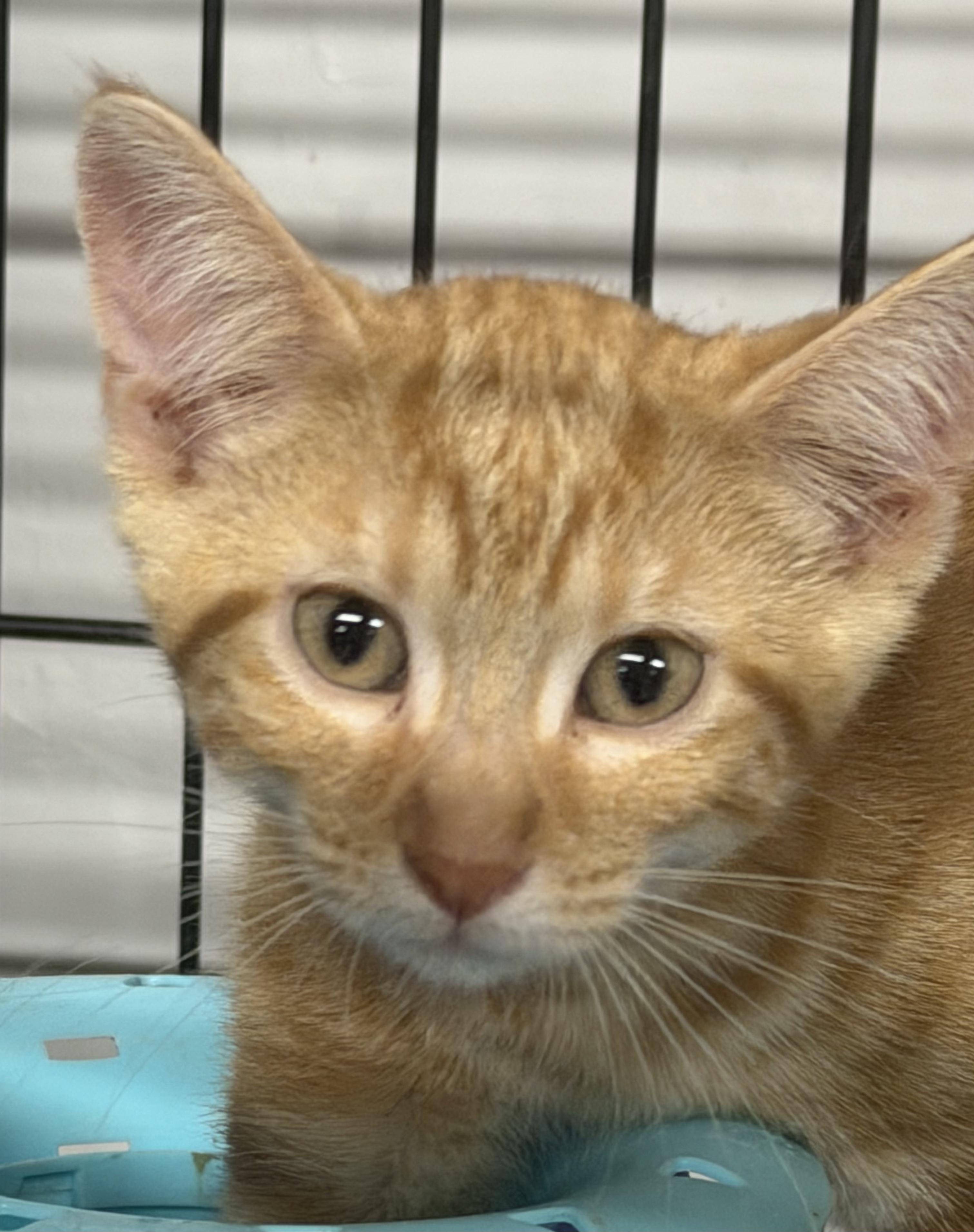 Enlarge Woods, a Adoptable Tabby in Mears, MI image 2/3
