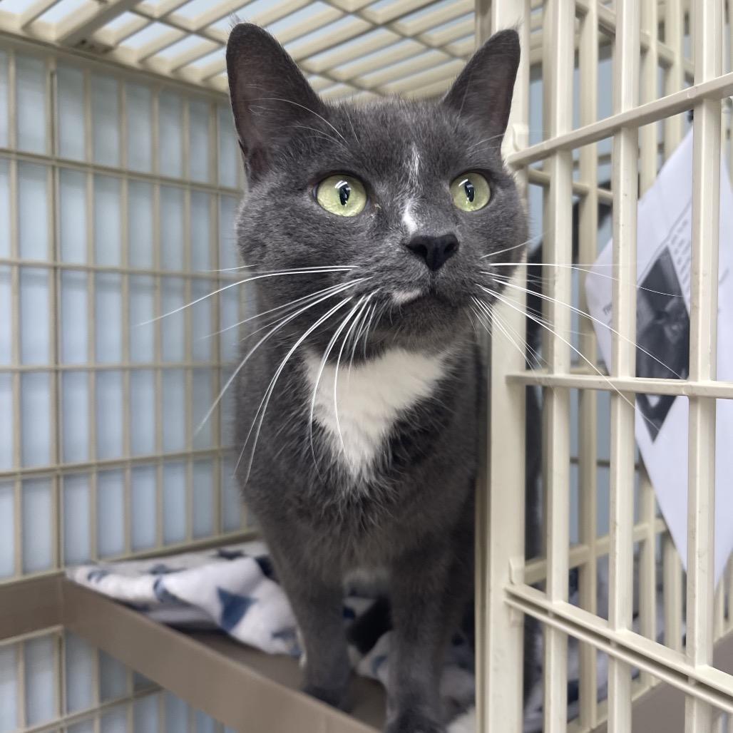 Enlarge Tiny Mite, a Adoptable Domestic Short Hair in Valdosta , GA image 1/5