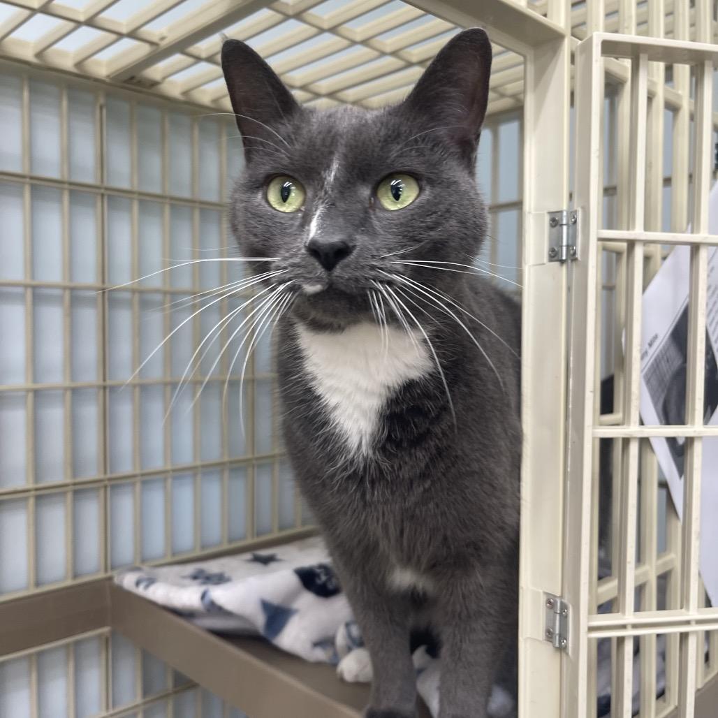 Enlarge Tiny Mite, a Adoptable Domestic Short Hair in Valdosta , GA image 2/5
