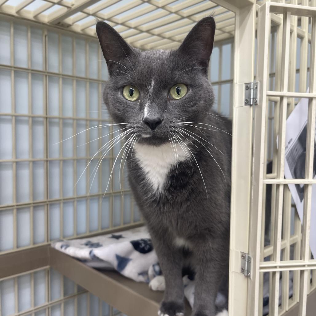 Enlarge Tiny Mite, a Adoptable Domestic Short Hair in Valdosta , GA image 3/5