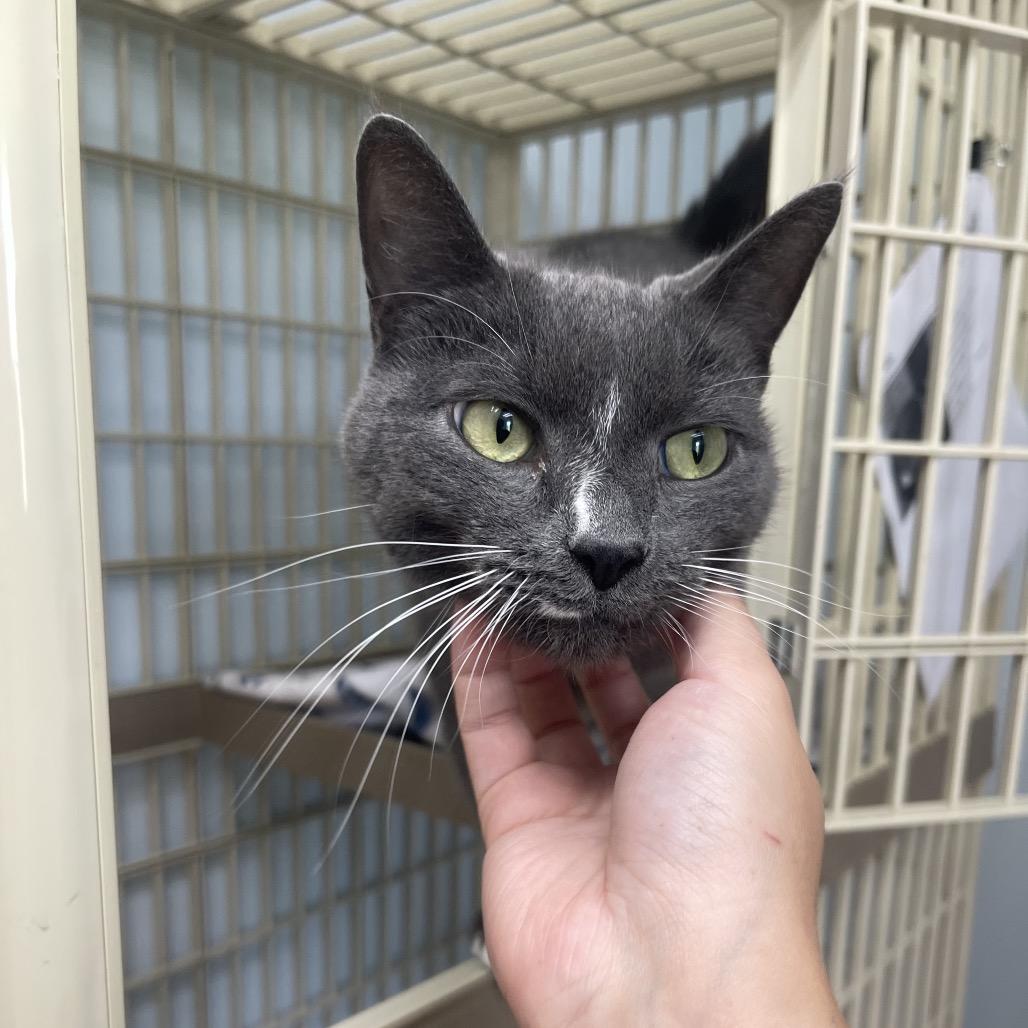 Enlarge Tiny Mite, a Adoptable Domestic Short Hair in Valdosta , GA image 4/5