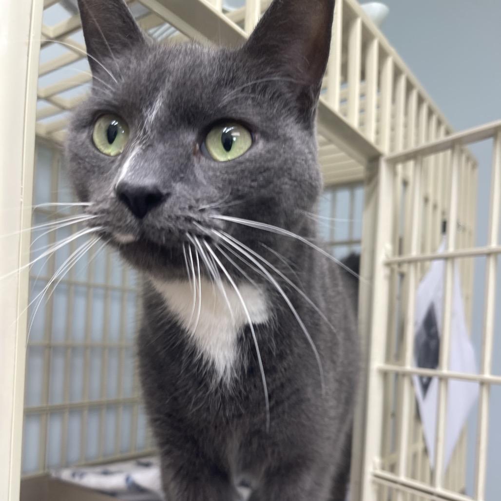 Enlarge Tiny Mite, a Adoptable Domestic Short Hair in Valdosta , GA image 5/5