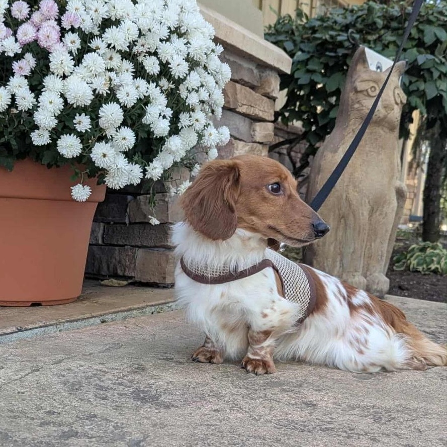 Tommy, Adoptable, Adult Male Dachshund (Long Haired).