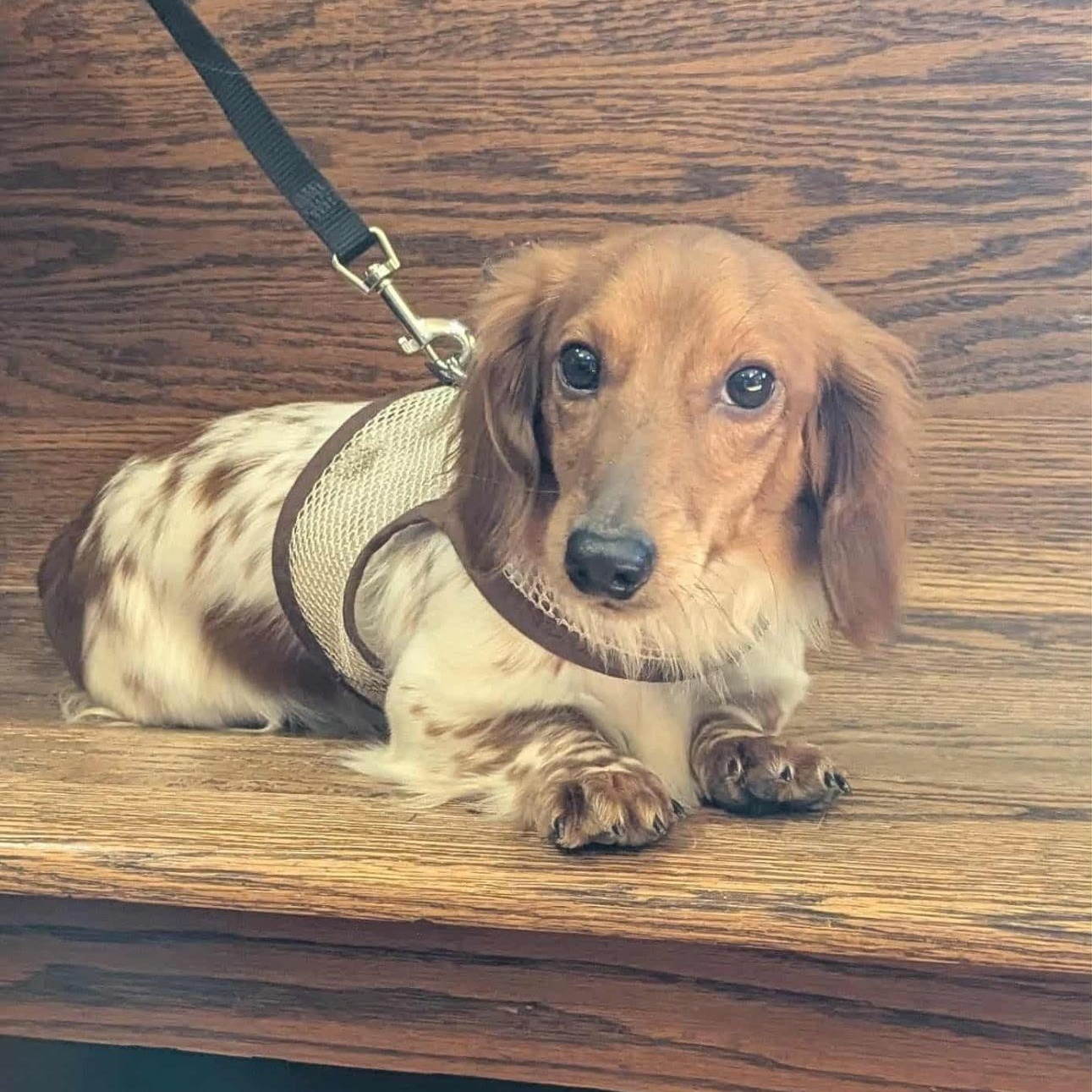 Enlarge Tommy, a Adoptable Dachshund (Long Haired) in Lebanon, OH image 3/3