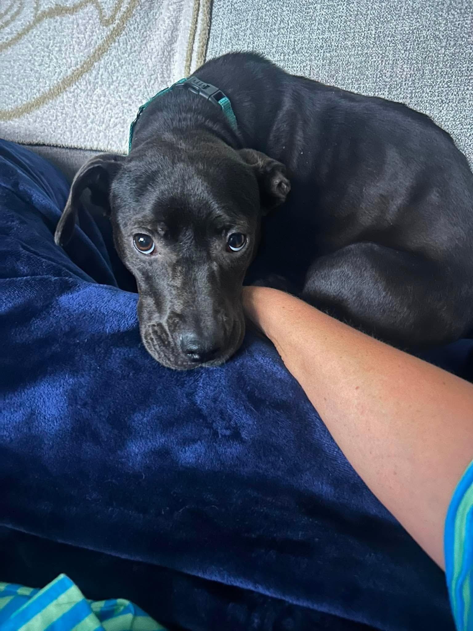 Enlarge Madonna, a Adoptable Labrador Retriever in Jacksonville, NC image 1/3