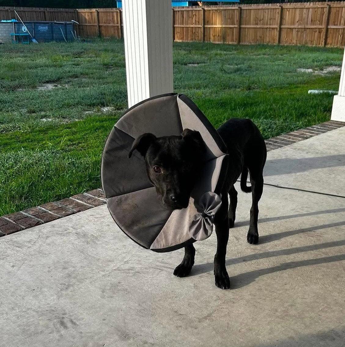 Enlarge Madonna, a Adoptable Labrador Retriever in Jacksonville, NC image 2/3
