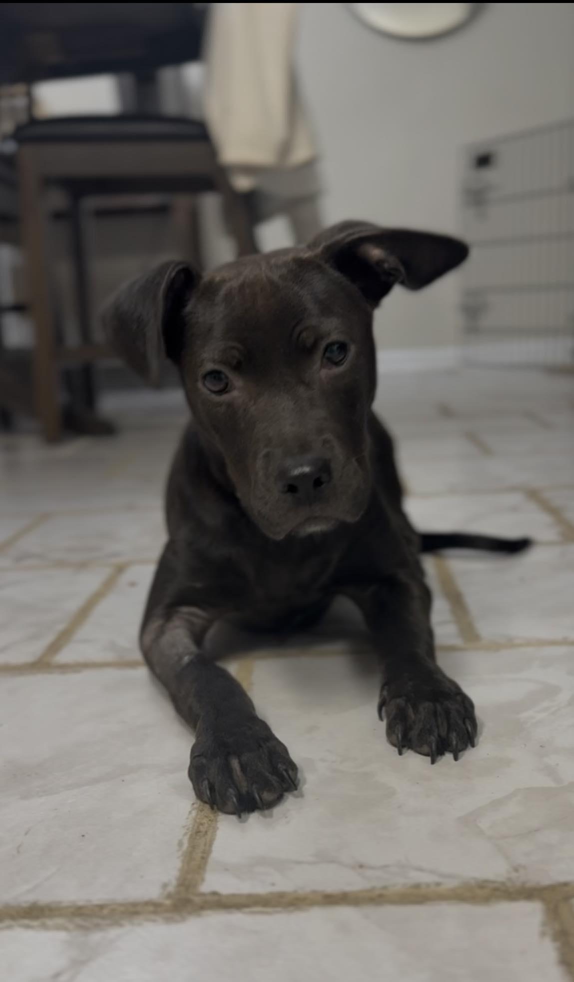 Enlarge Madonna, a Adoptable Labrador Retriever in Jacksonville, NC image 3/3