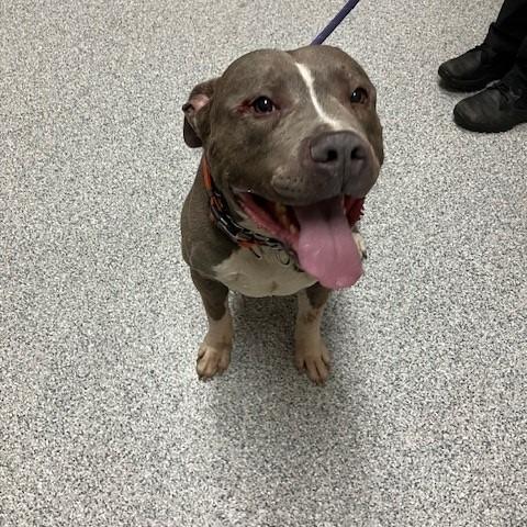 Axle, Adoptable, Adult Male American Staffordshire Terrier.