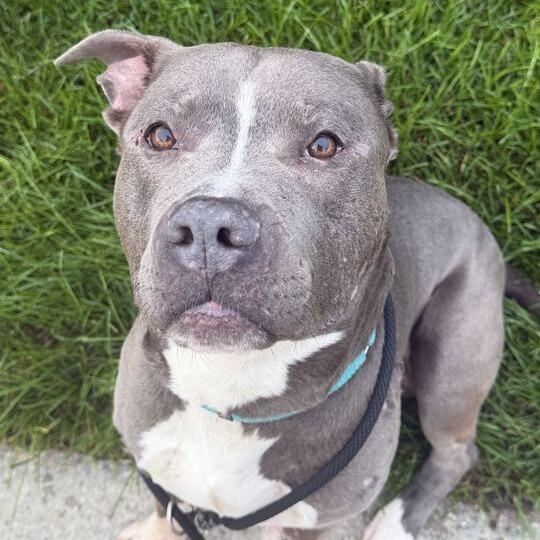 Axle, a Adoptable American Staffordshire Terrier in Grand Rapids, MI image 2/2