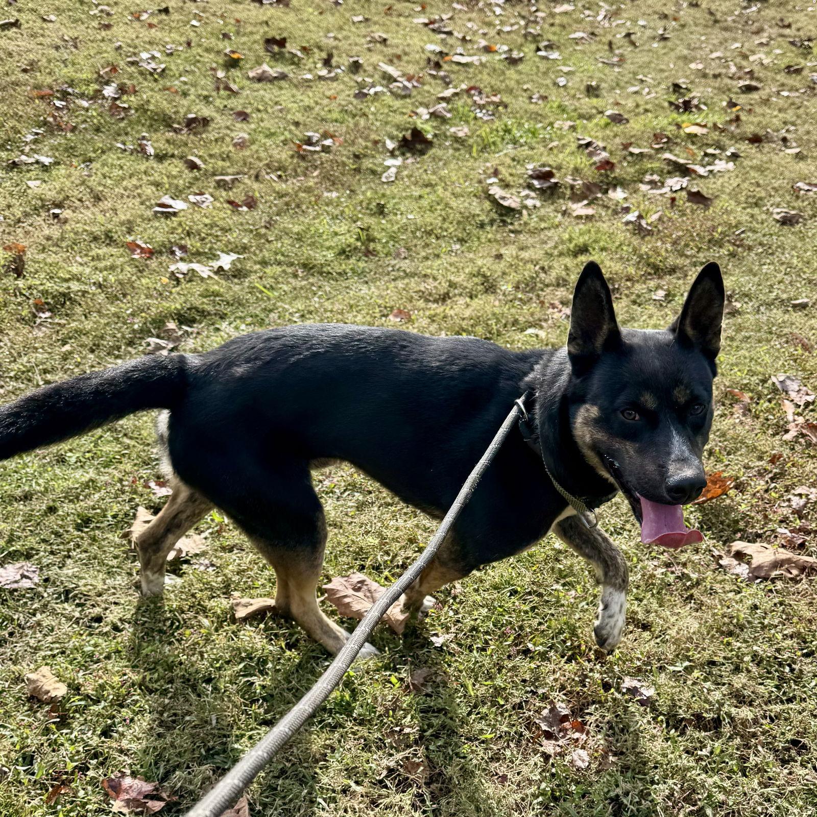 Enlarge Bear, a Adoptable mixed breed in Sparta, TN image 1/1
