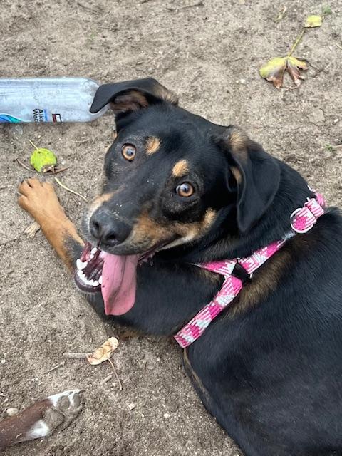 Enlarge Penny, a ADOPTABLE mixed breed in Farmingville, NY image 2/2