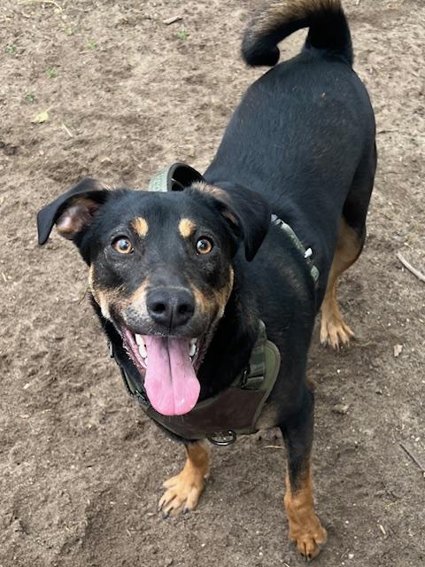 Enlarge Penny, a ADOPTABLE mixed breed in Farmingville, NY image 1/2