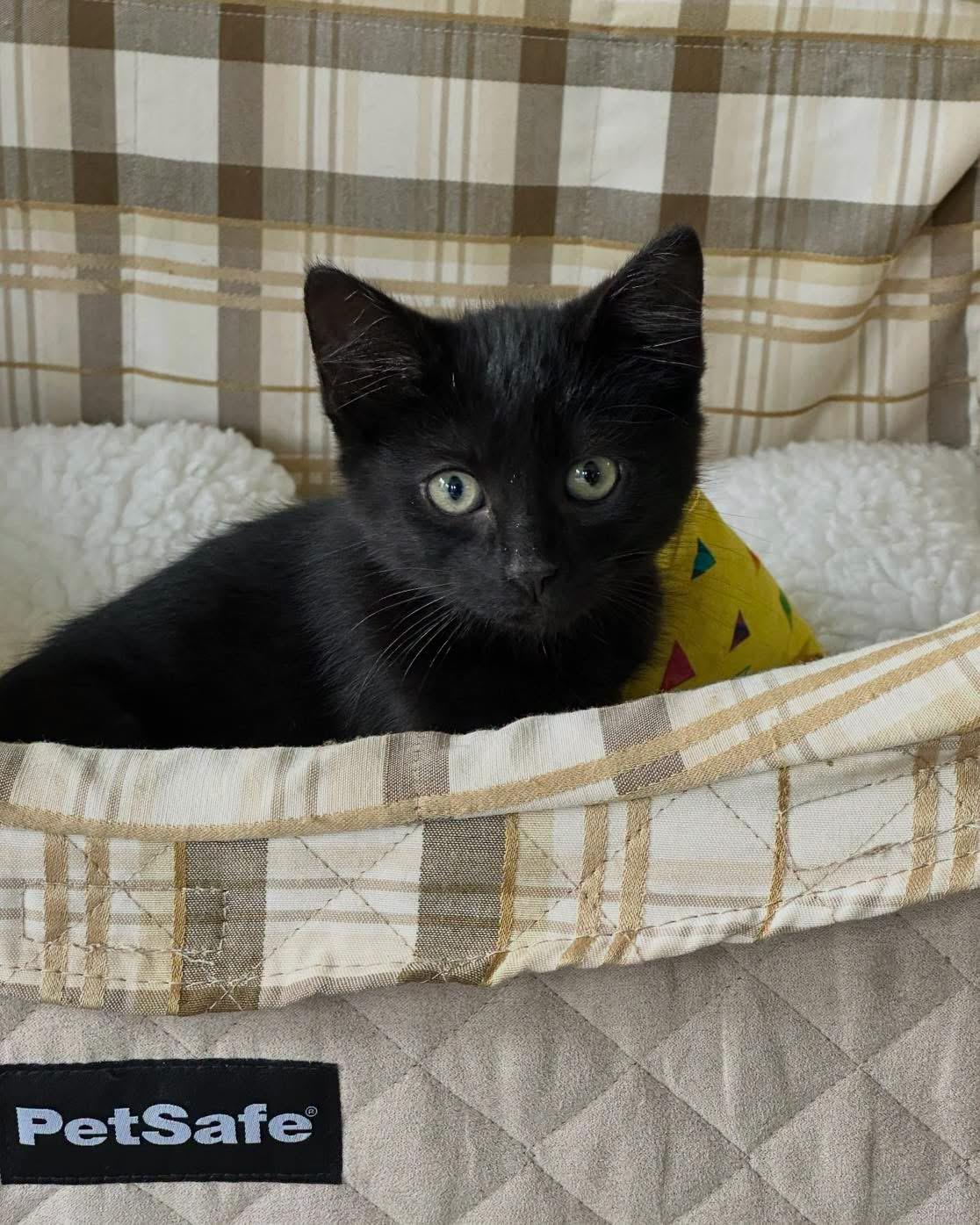 Enlarge Patience, a ADOPTABLE Domestic Short Hair in Grand Haven, MI image 2/2