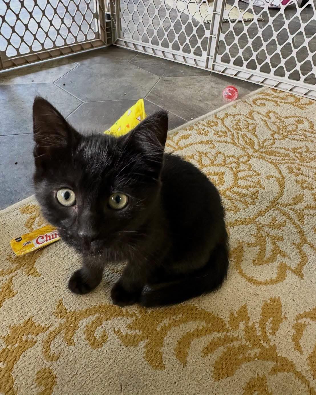 Enlarge Patience, a ADOPTABLE Domestic Short Hair in Grand Haven, MI image 1/2