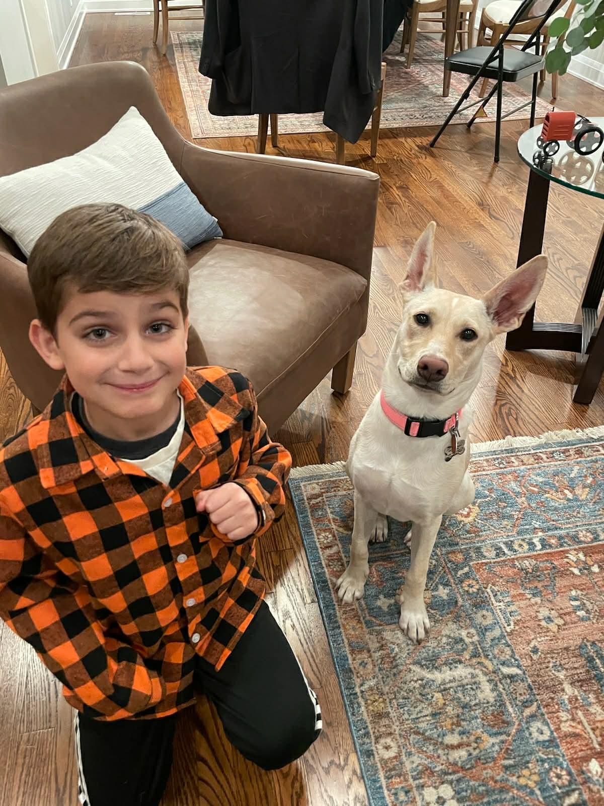 Enlarge Sigrit 4 year old Female Carolina Dog - Microchipped, up to date on shots, house trained, a ADOPTABLE Carolina Dog in Olney, IL image 5/6