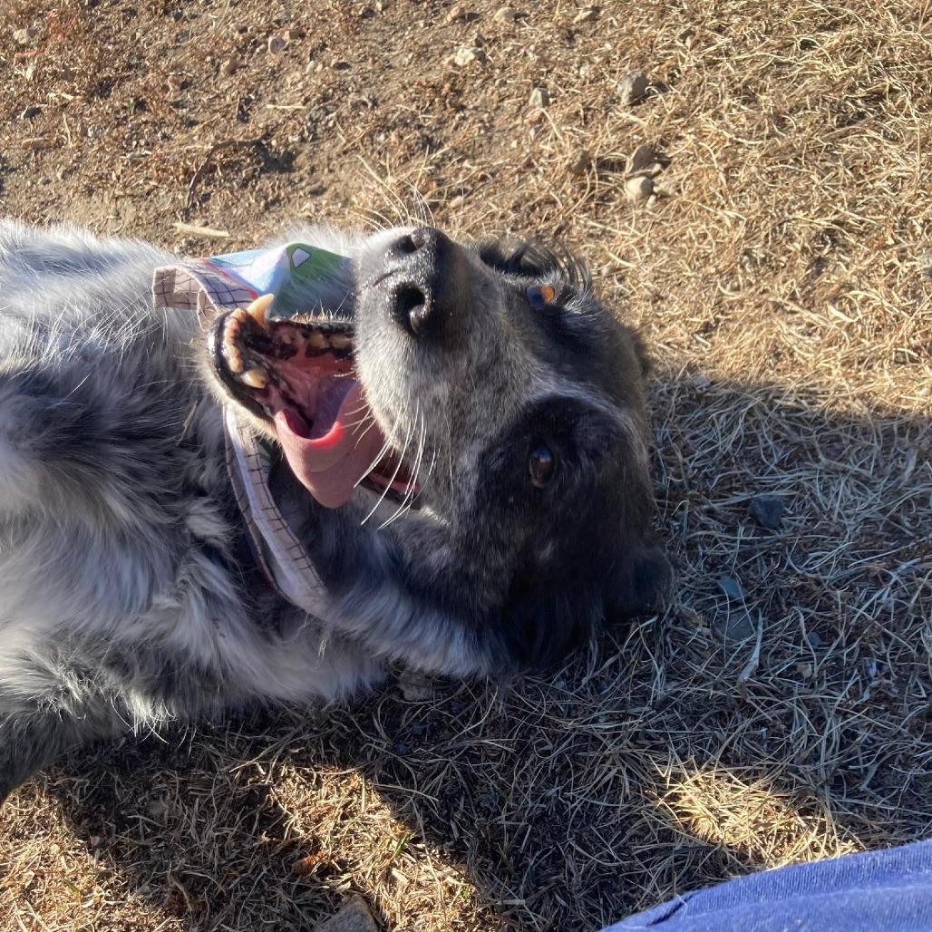 Enlarge Koda, a Adoptable Mixed Breed in Buffalo, WY image 2/3