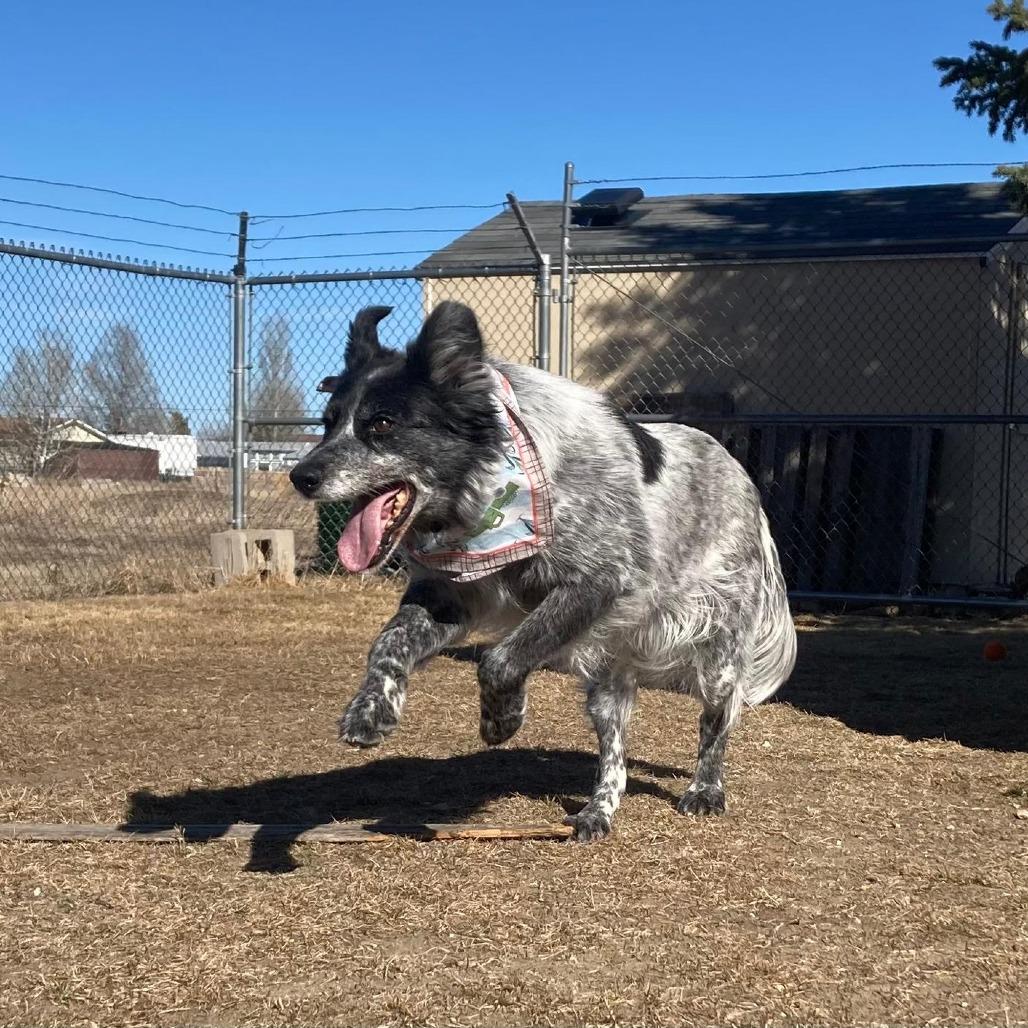 Enlarge Koda, a Adoptable Mixed Breed in Buffalo, WY image 3/3