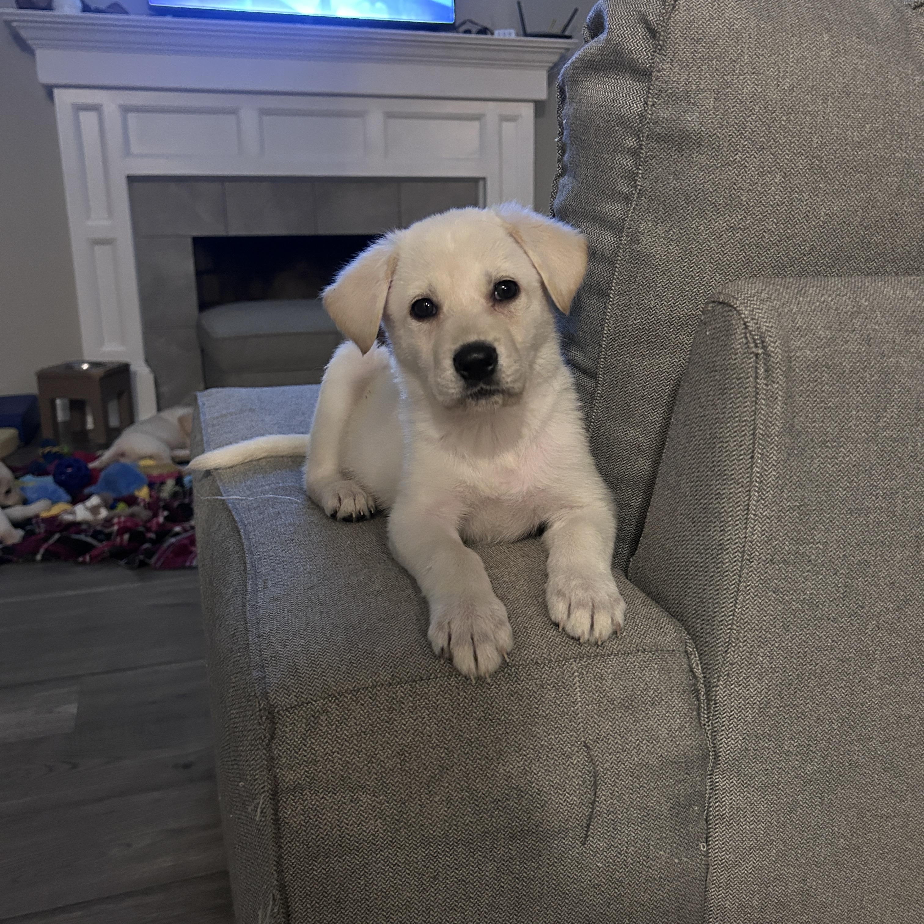 Enlarge Mina, a ADOPTABLE mixed breed in Rochester , NY image 4/5