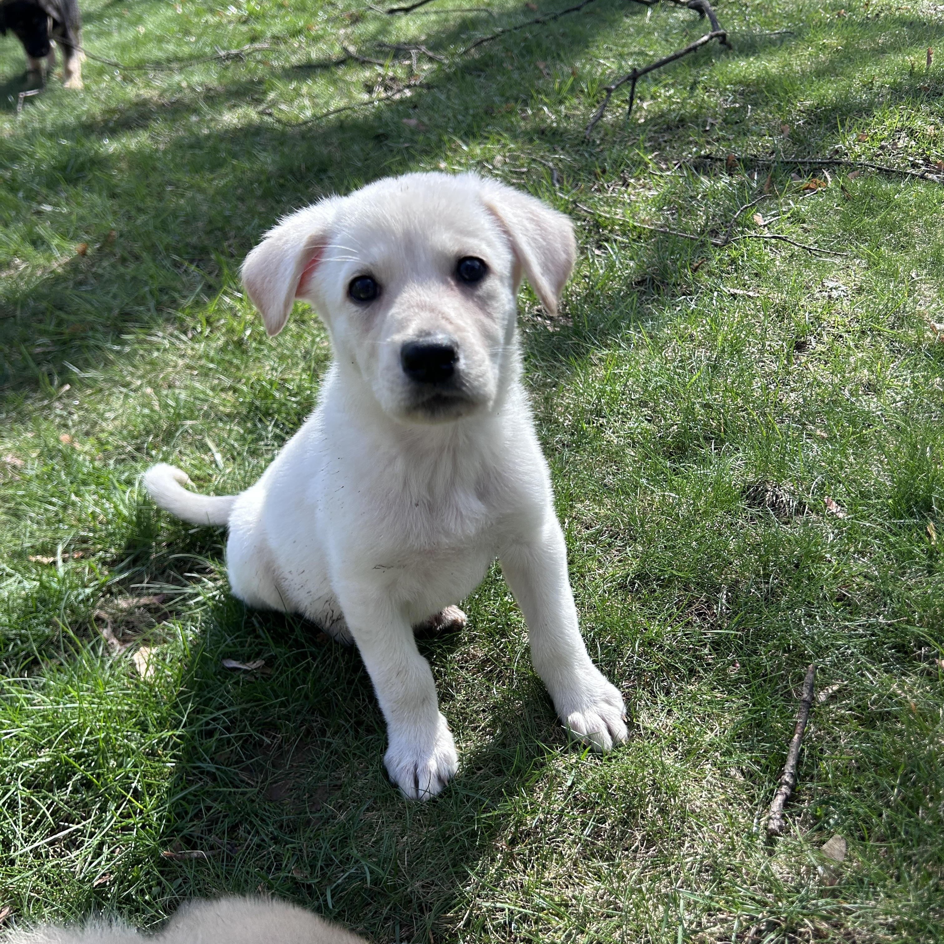 Enlarge Mina, a ADOPTABLE mixed breed in Rochester , NY image 2/5