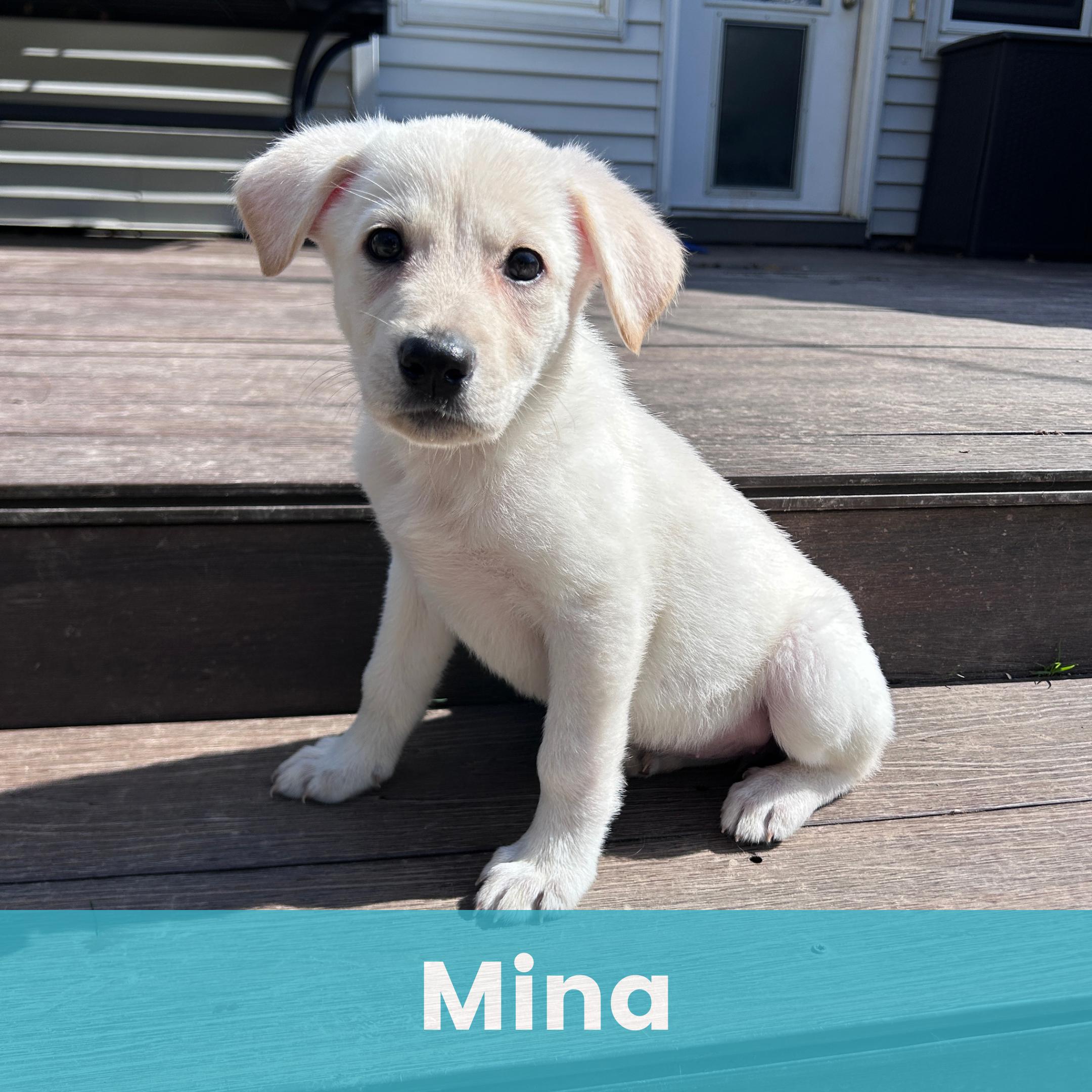 Enlarge Mina, a ADOPTABLE mixed breed in Rochester , NY image 1/5