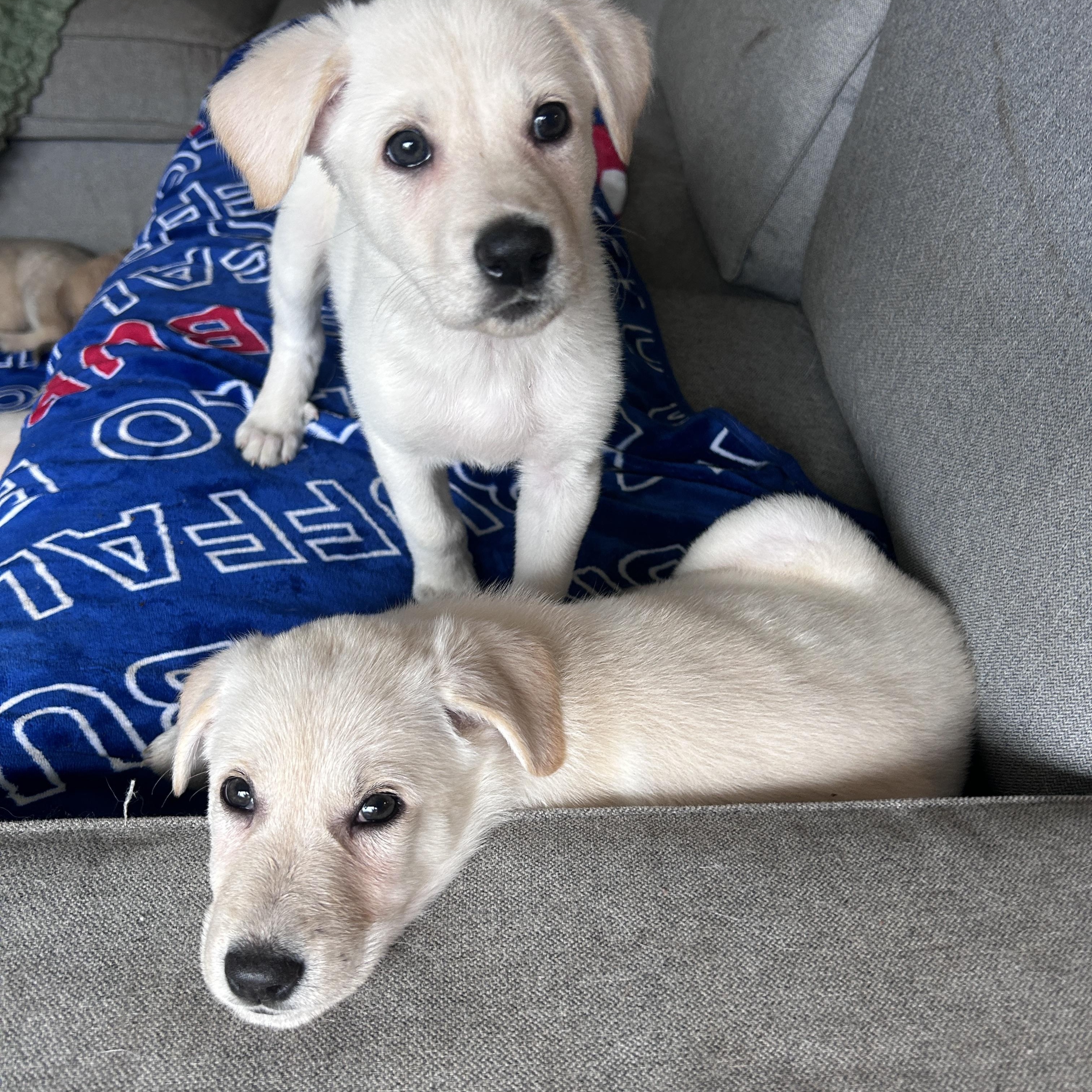 Enlarge Mina, a ADOPTABLE mixed breed in Rochester , NY image 5/5