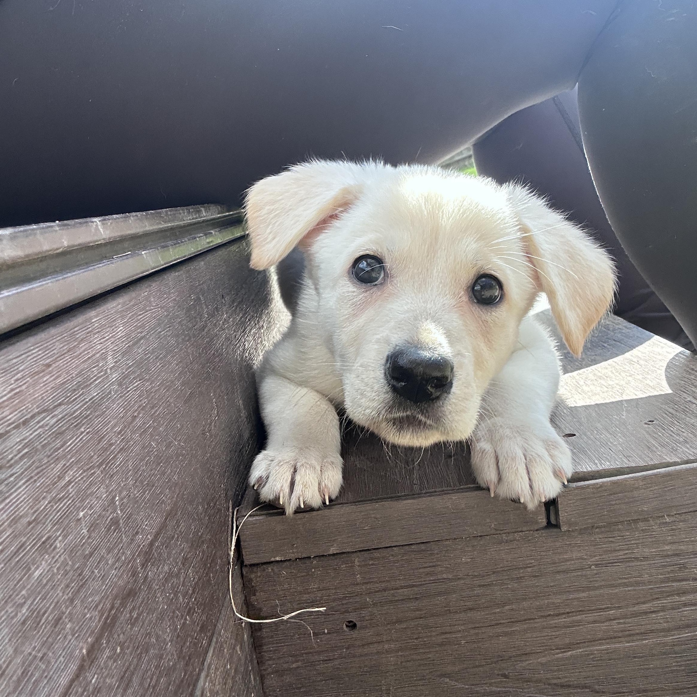 Enlarge Mina, a ADOPTABLE mixed breed in Rochester , NY image 3/5