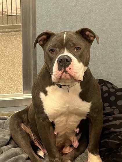 Julie, Adoptable, Adult Female Mixed Breed & Mixed Breed.