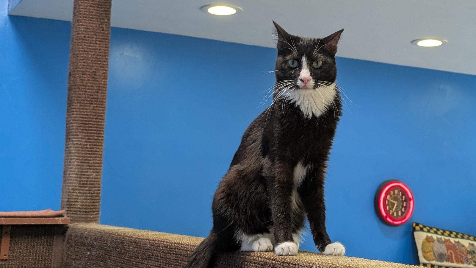 Enlarge Isa, a Adoptable Domestic Short Hair in Santa Rosa, CA image 2/3