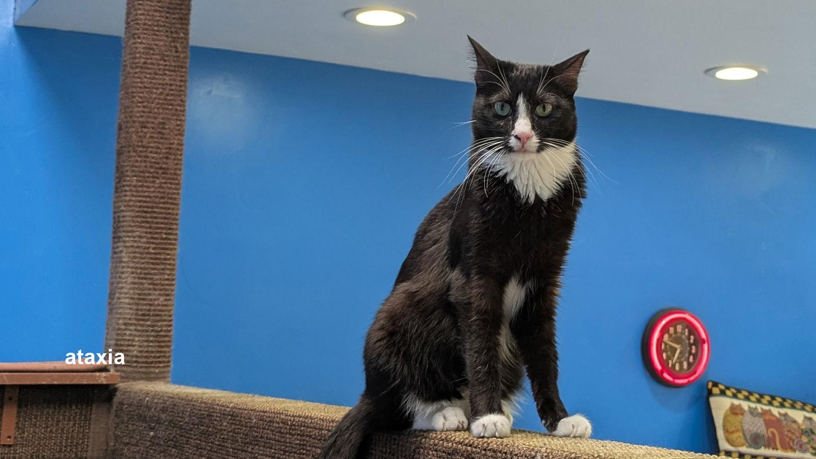 Enlarge Isa, a Adoptable Domestic Short Hair in Santa Rosa, CA image 3/3