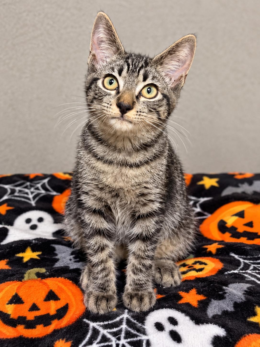 Enlarge Milky Way, a Adopted Domestic Short Hair in Englewood, FL image 3/3