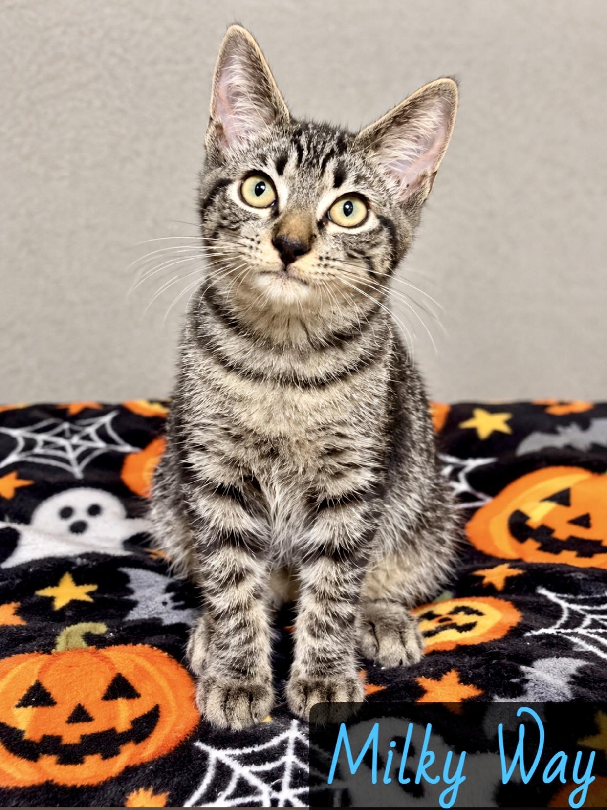 Milky Way, Adopted, Young Male Domestic Short Hair.