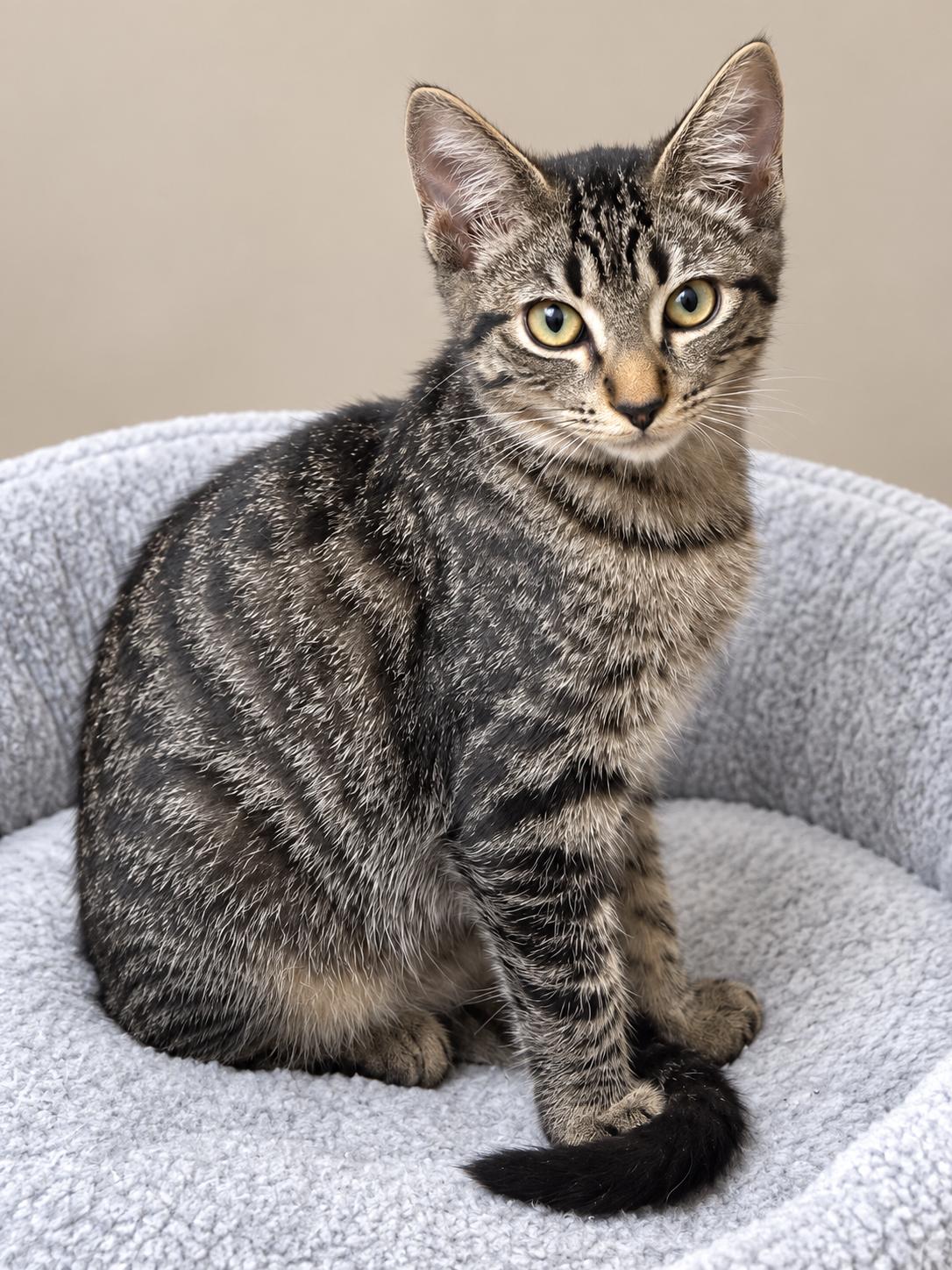 Enlarge Milky Way, a Adopted Domestic Short Hair in Englewood, FL image 2/3