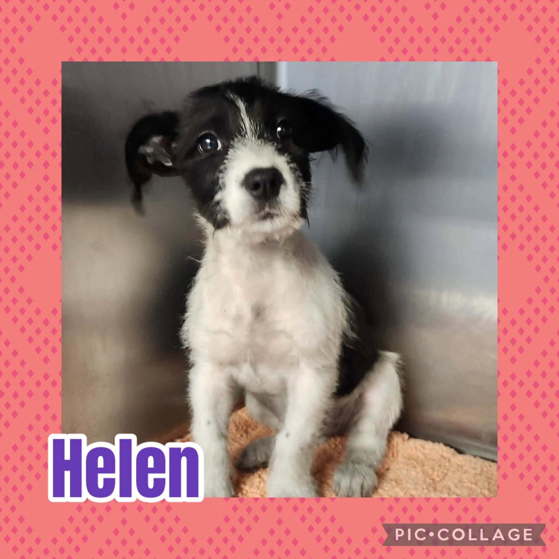 Helen, adopted, Puppy Female Schnauzer & Poodle.