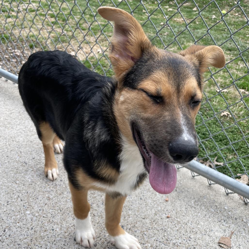 Jabbah, Adoptable, Puppy Male German Shepherd Dog & Mixed Breed.