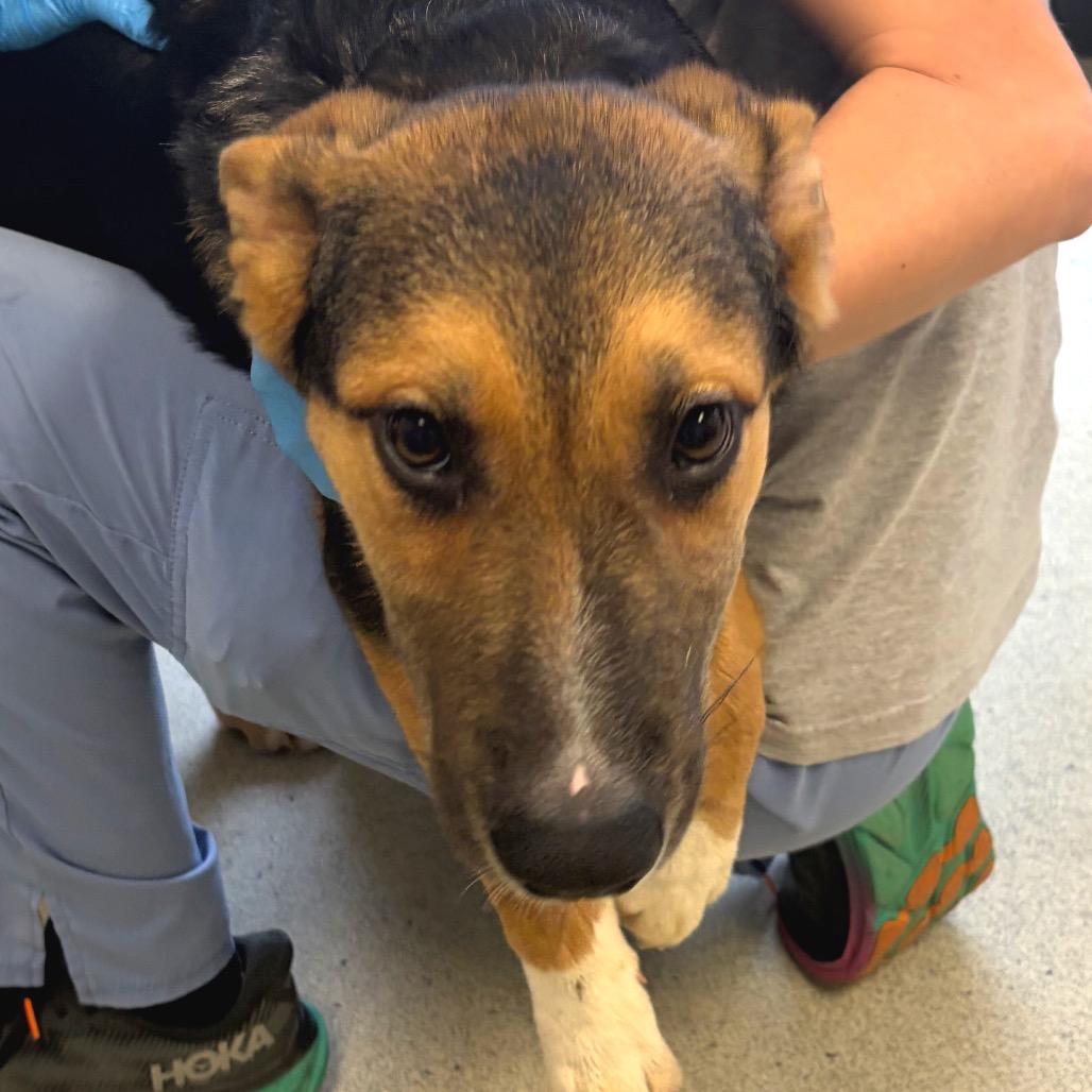 Enlarge Jabbah, a Adoptable mixed breed in Nashville, TN image 2/3