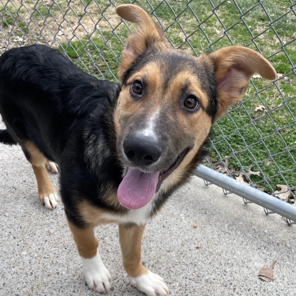 Enlarge Jabbah, a Adoptable mixed breed in Nashville, TN image 3/3