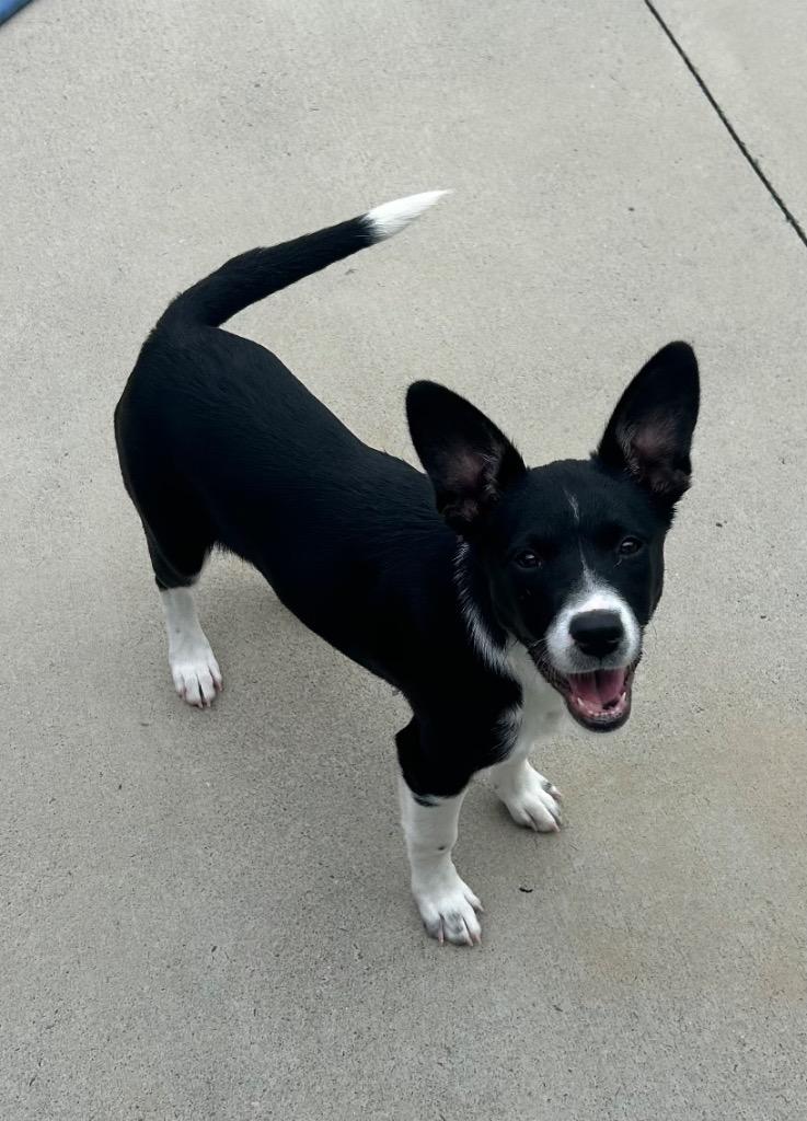 Ladybug, a Adopted mixed breed in Blountville, TN image 1/3