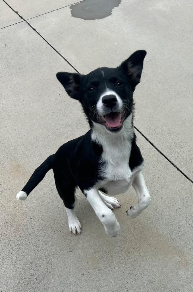 Ladybug, a Adopted mixed breed in Blountville, TN image 2/3