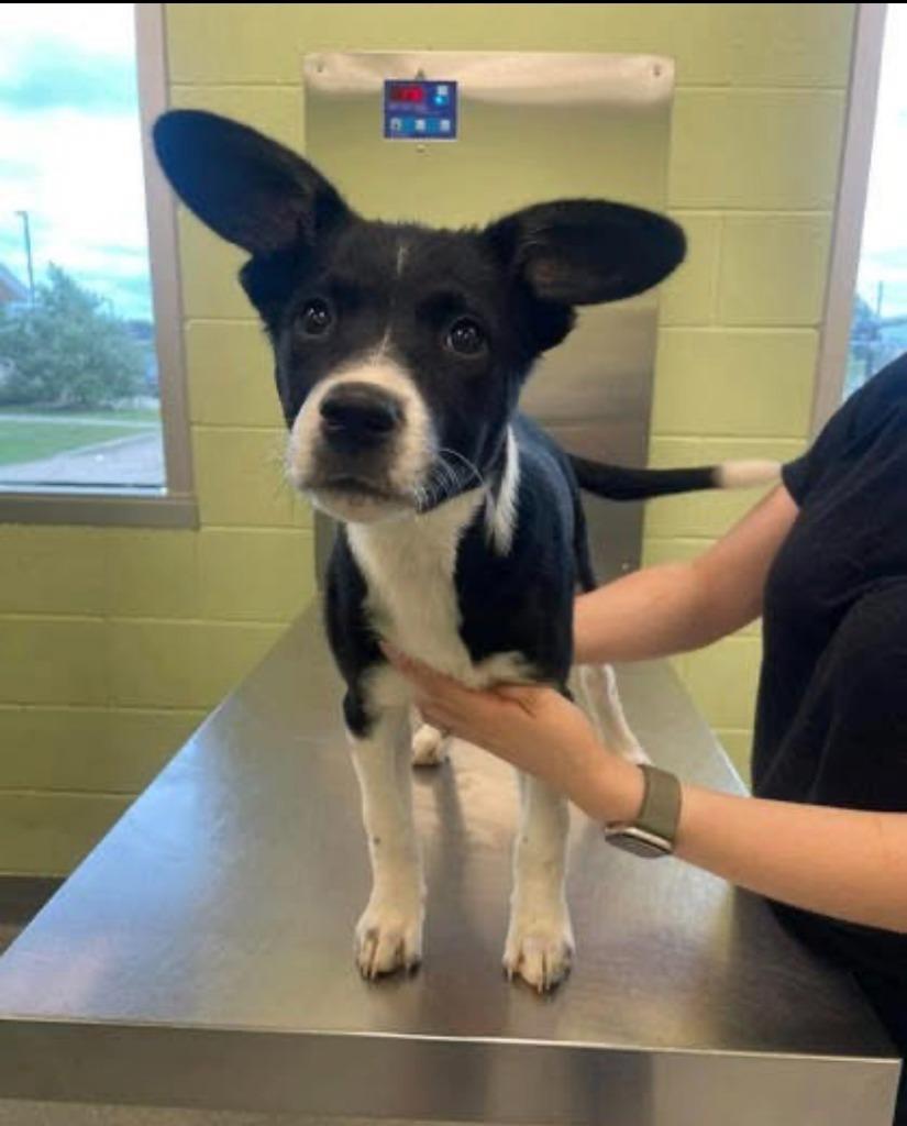 Ladybug, a Adopted mixed breed in Blountville, TN image 3/3