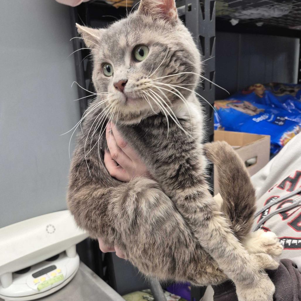 Bootsy, Adoptable, Senior Male Domestic Medium Hair.