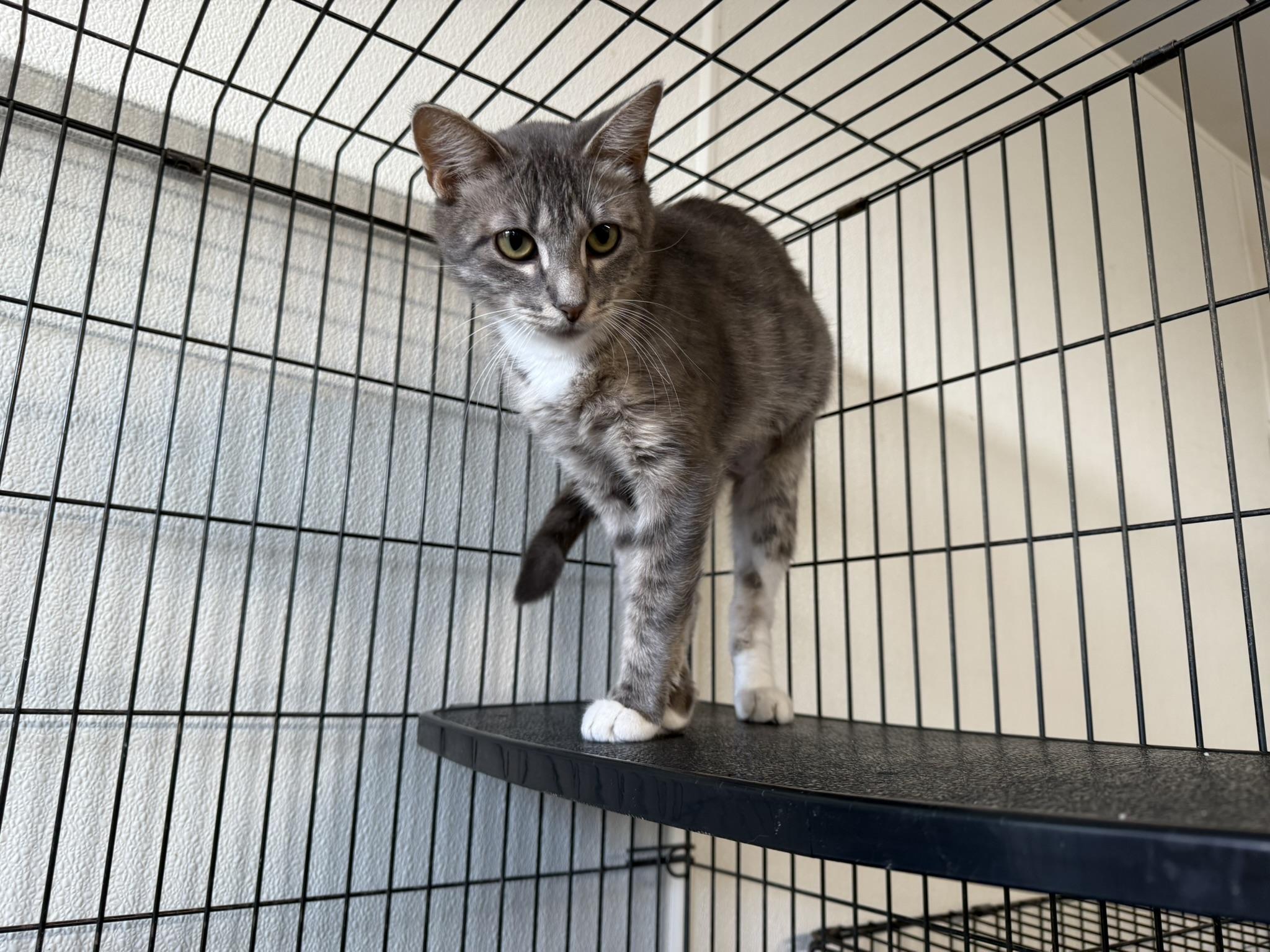 Ember, Adoptable, Adult Female American Shorthair.