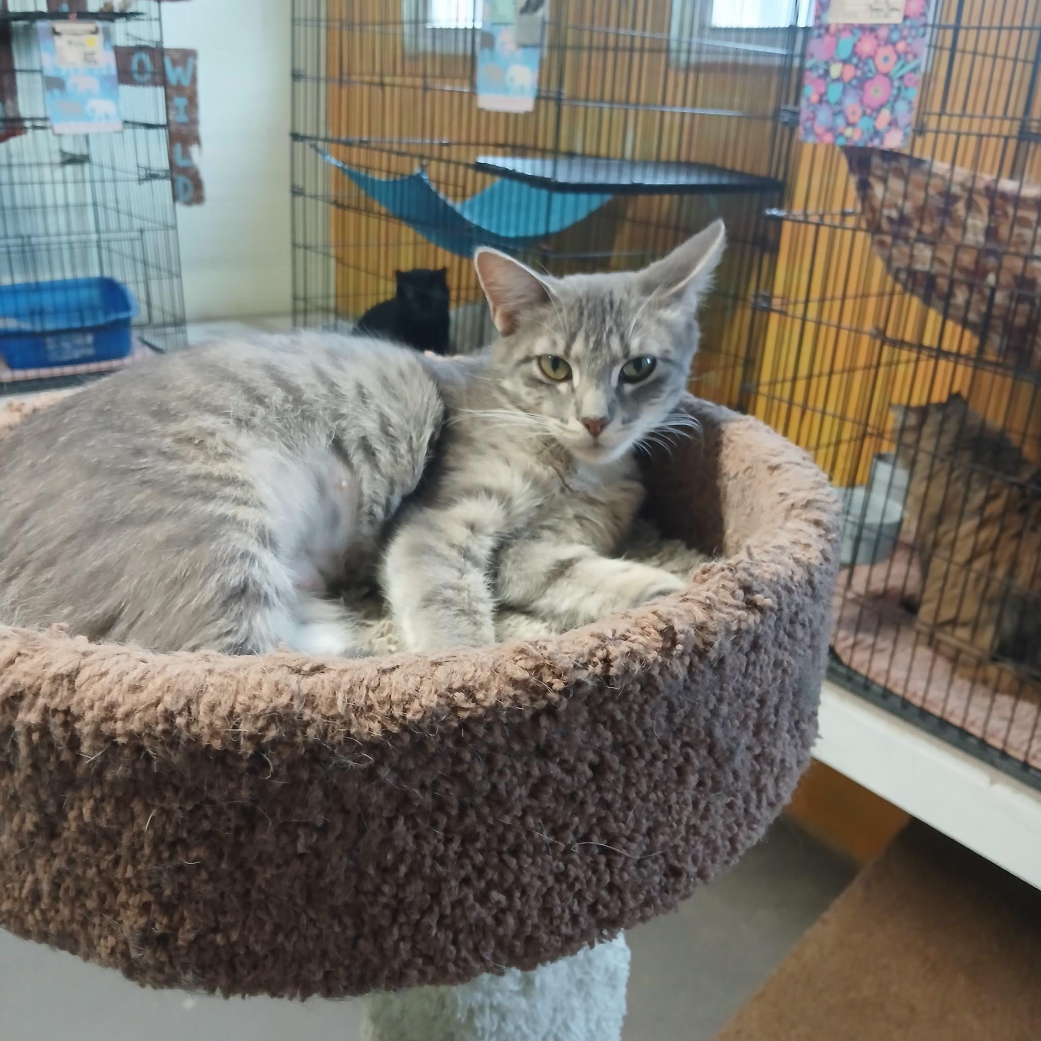 Ember, a Adoptable American Shorthair in Reeds Spring, MO image 2/2