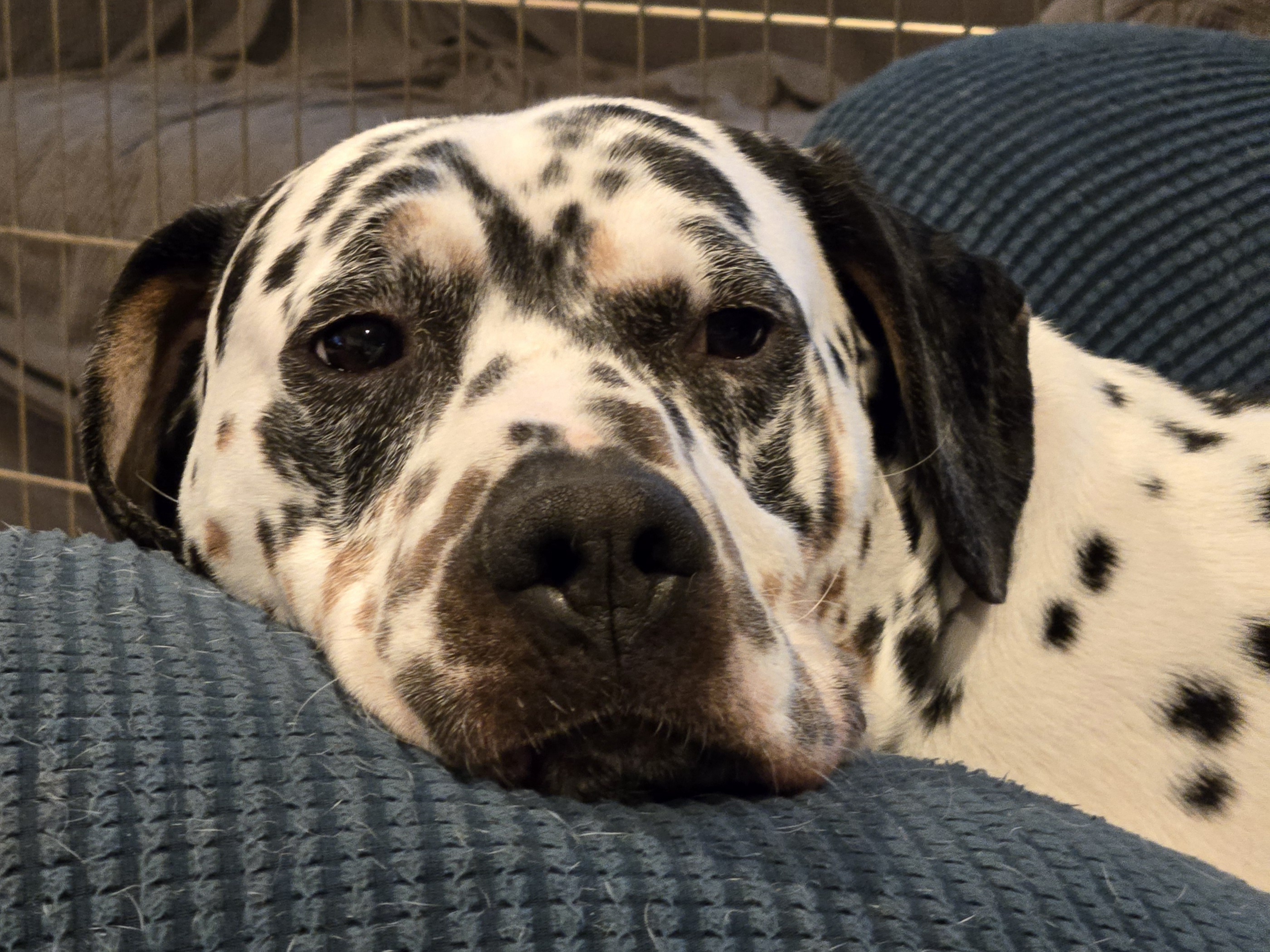 Enlarge Skagit, an adopted Dalmatian in Lake Stevens, WA image 1/4