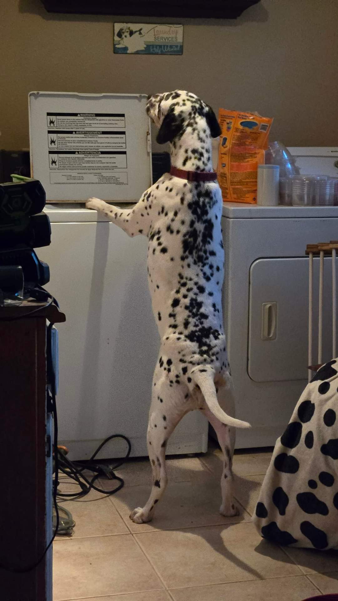 Enlarge Skagit, an adopted Dalmatian in Lake Stevens, WA image 2/4