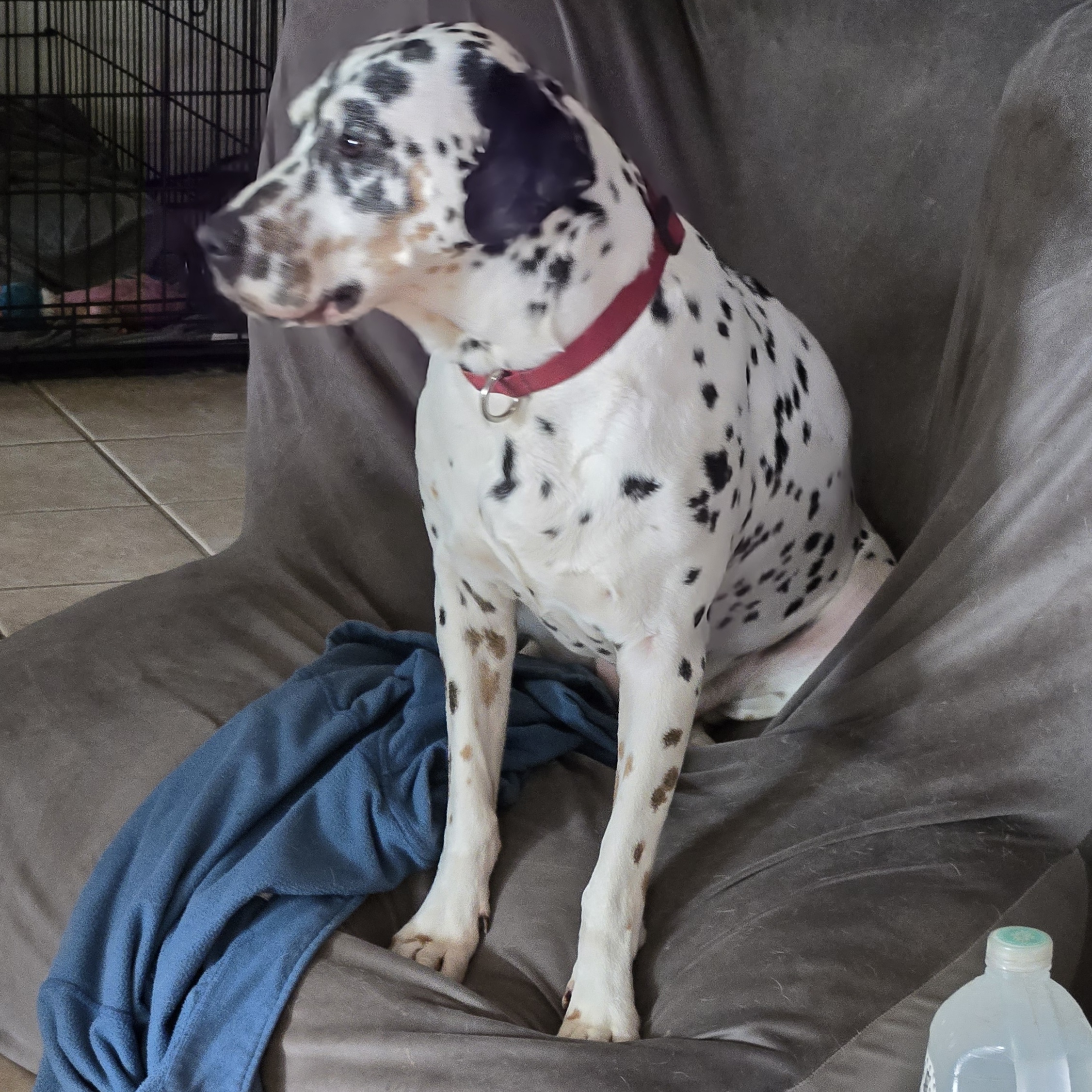 Enlarge Skagit, an adopted Dalmatian in Lake Stevens, WA image 3/4